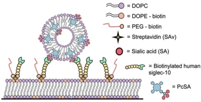 Tailored Multivalent Targeting of Siglecs with Photosensitizing Liposome Nanocarriers