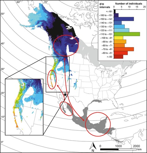 Adcyap1 polymorphism covaries with breeding latitude in a Nearctic migratory songbird, the Wilson's warbler (Cardellina pusilla)