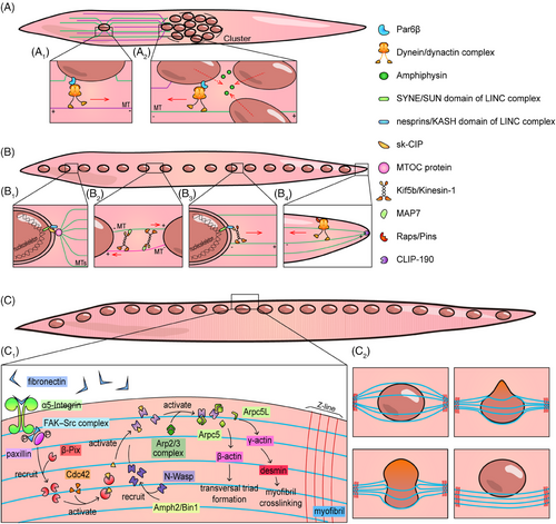 Details are in the caption following the image Details are in the caption following the image
