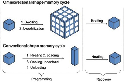 Omnidirectional Shape Memory Effect via Lyophilization of PEG Hydrogels