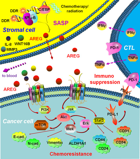Targeting amphiregulin (AREG) derived from senescent stromal cells diminishes cancer resistance and averts programmed cell death 1 ligand (PD-L1)-mediated immunosuppression