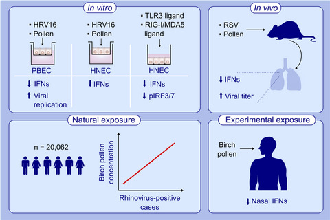 Pollen exposure weakens innate defense against respiratory viruses