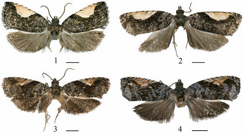 Details are in the caption following the image