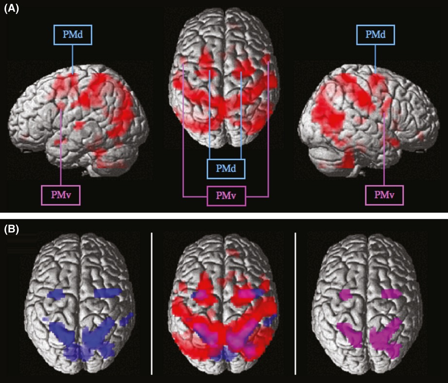 Prediction processes during multiple object tracking (MOT): involvement of dorsal and ventral premotor cortices