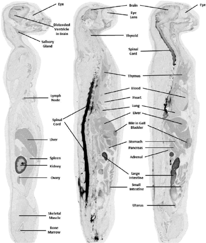 Details are in the caption following the image Details are in the caption following the image