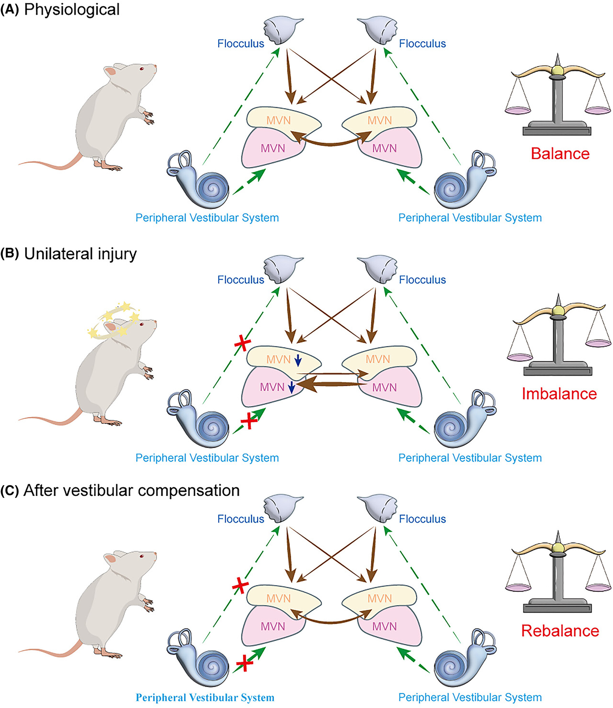 Advanced progress of vestibular compensation in vestibular neural networks