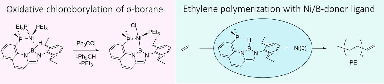 A Ni0 σ-Borane Complex Bearing a Rigid Bidentate Borane/Phosphine Ligand: Boryl Complex Formation by Oxidative Dehydrochloroborylation and Catalytic Activity for Ethylene Polymerization