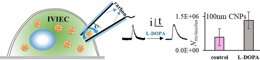 Quantifying Intracellular Single Vesicular Catecholamine Concentration with Open Carbon Nanopipettes to Unveil the Effect of L-DOPA on Vesicular Structure