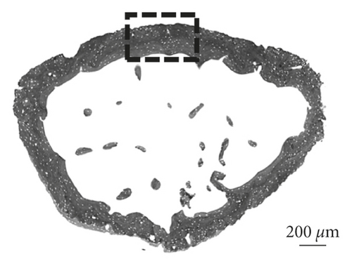Details are in the caption following the image Details are in the caption following the image