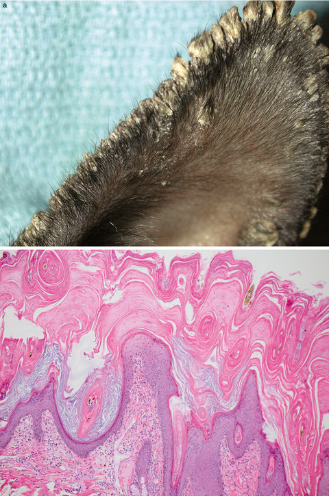 Localized parakeratotic hyperkeratosis in sixteen Boston terrier dogs