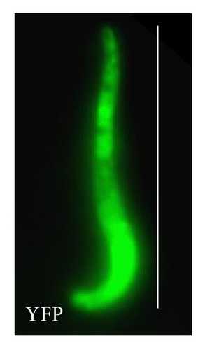 Details are in the caption following the image