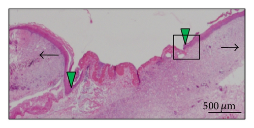 Details are in the caption following the image