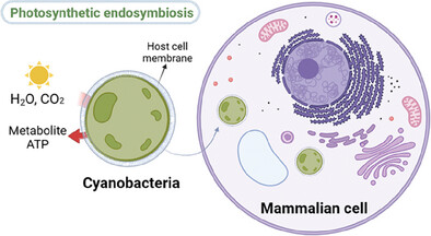 Toward Photosynthetic Mammalian Cells through Artificial Endosymbiosis