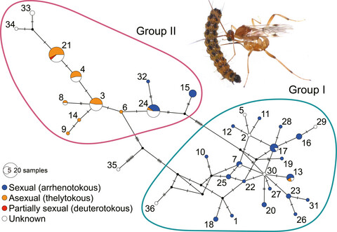 Mitochondrial DNA diversity and geographical distribution of sexual and asexual strains of the braconid parasitoid Meteorus pulchricornis