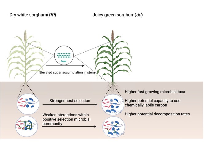 Altering plant carbon allocation to stems has distinct effects on rhizosphere soil microbiome assembly, interactions, and potential functions in sorghum