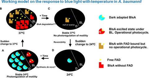 Integration of Temperature and Blue-Light Sensing in Acinetobacter baumannii Through the BlsA Sensor