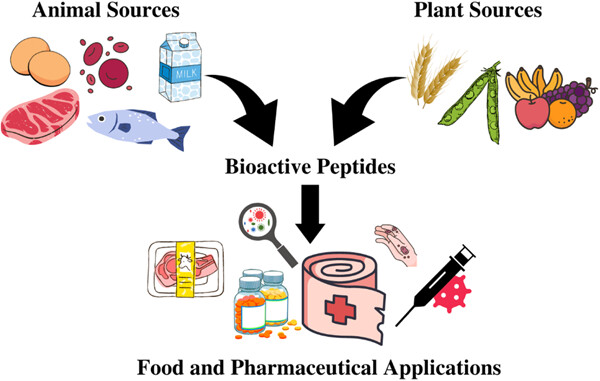 Bioactive peptides: Synthesis, applications, and associated challenges