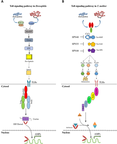 Details are in the caption following the image Details are in the caption following the image