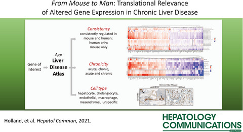 Transcriptomic Cross-Species Analysis of Chronic Liver Disease Reveals Consistent Regulation Between Humans and Mice
