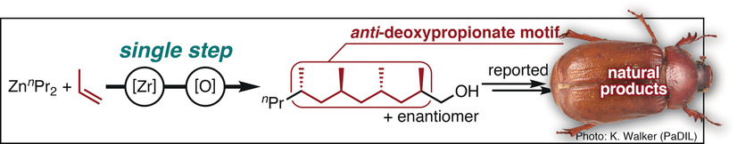Single-Step Construction of the anti-Deoxypropionate Motif from Propylene: Formal Total Synthesis of the Cuticular Hydrocarbons Isolated from Antitrogus parvulus