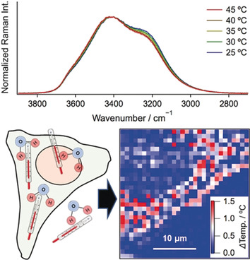 Label-Free Imaging of Intracellular Temperature by Using the O−H Stretching Raman Band of Water