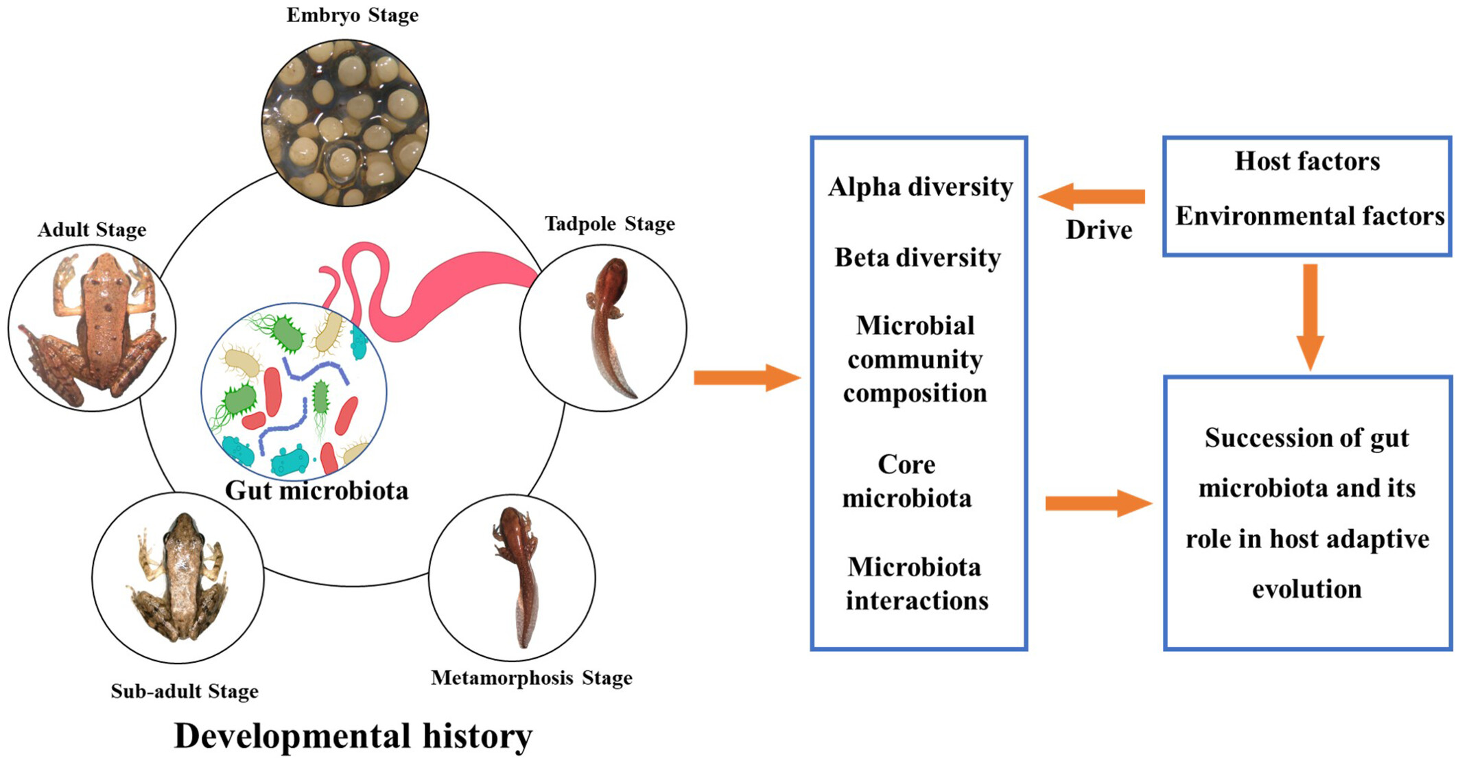 The succession of gut microbiota in the concave-eared torrent frog (Odorrana tormota) throughout developmental history