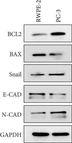Details are in the caption following the image