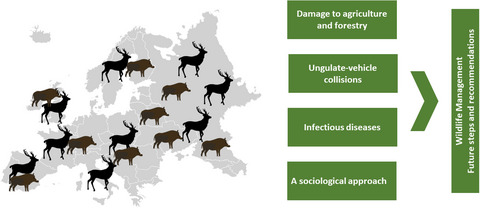 Overabundant wild ungulate populations in Europe: management with consideration of socio-ecological consequences Issue 4, 2020