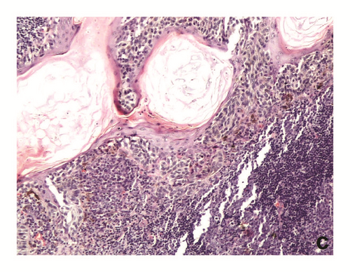 Details are in the caption following the image Details are in the caption following the image