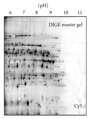 Details are in the caption following the image