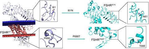 Novel FSHR variants causing female resistant ovary syndrome