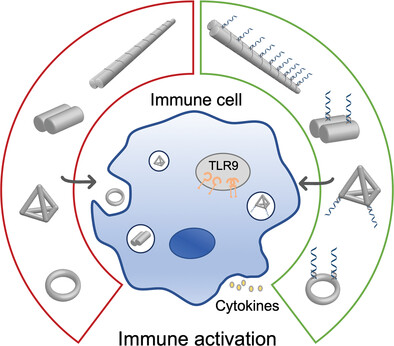 Morphology Dictated Immune Activation with Framework Nucleic Acids