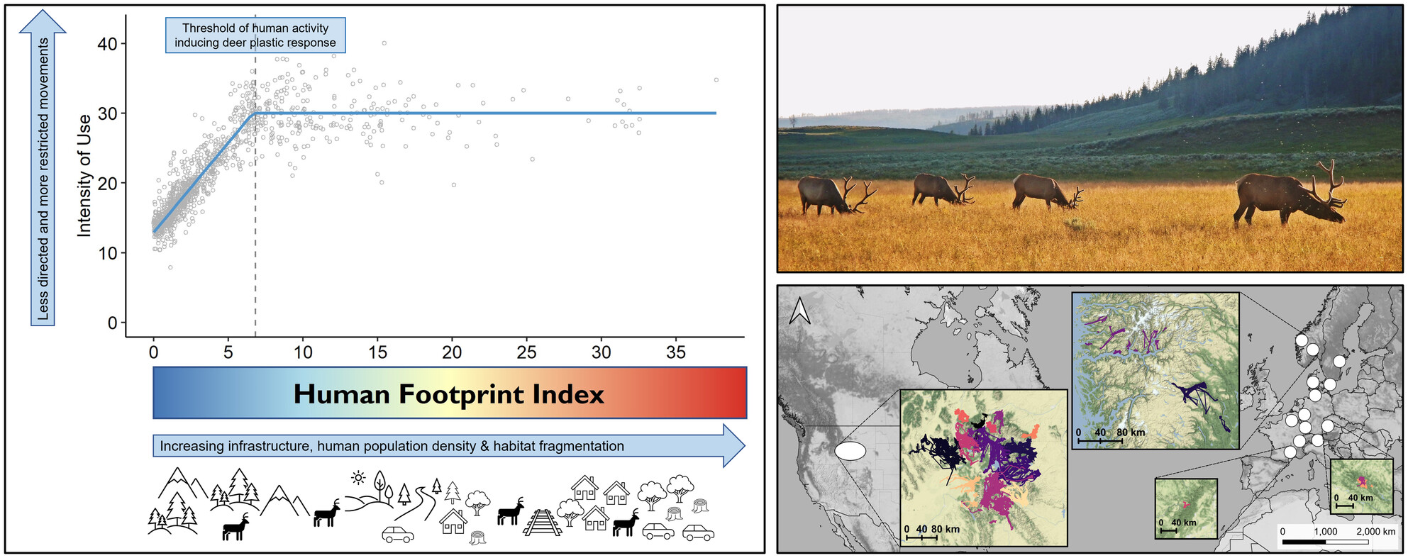 Wherever I may roam—Human activity alters movements of red deer (Cervus elaphus) and elk (Cervus canadensis) across two continents