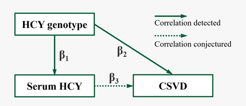 Correlation between total homocysteine and cerebral small vessel disease: A Mendelian randomization study