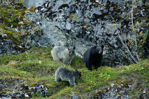 Unraveling the mystery of the glacier bear: Genetic population structure of black bears (Ursus americanus) within the range of a rare pelage type