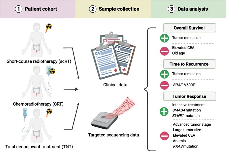 Clinical and genetic factors associated with tumor response to neoadjuvant (chemo)radiotherapy, survival and recurrence risk in rectal cancer