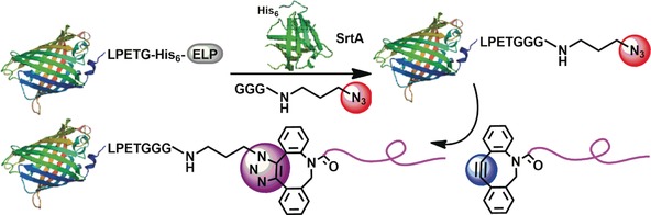 A Modular Method for the High-Yield Synthesis of Site-Specific Protein–Polymer Therapeutics