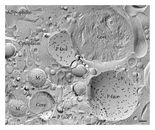Details are in the caption following the image