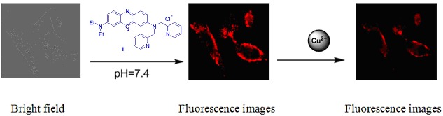 Synthesis and Application of a Full Water-Soluble and Red-Emitting Chemosensor Based on Phenoxazinium for Copper(II) Ions