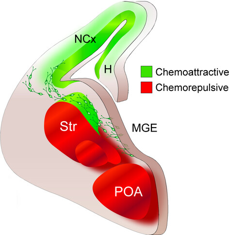 Cellular and molecular mechanisms controlling the migration of neocortical interneurons