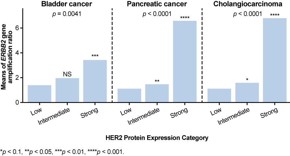 Phase II study (KAMELEON) of single-agent T-DM1 in patients with HER2-positive advanced urothelial bladder cancer or pancreatic cancer/cholangiocarcinoma