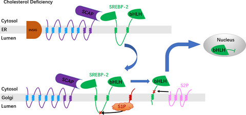 Curcumin inhibits the proteolytic process of SREBP-2 by first inhibiting the expression of S1P rather than directly inhibiting SREBP-2 expression