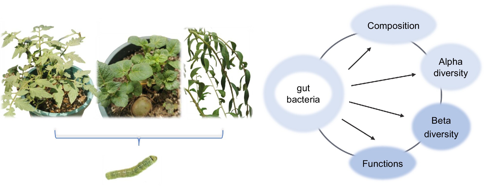 Effects of different hosts and ages on the diversity of larval gut bacteria in Tuta absoluta