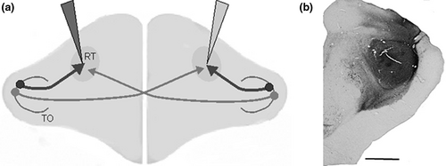 Details are in the caption following the image