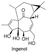Omnia praeclara rara. The Quest for Ingenol Heats Up