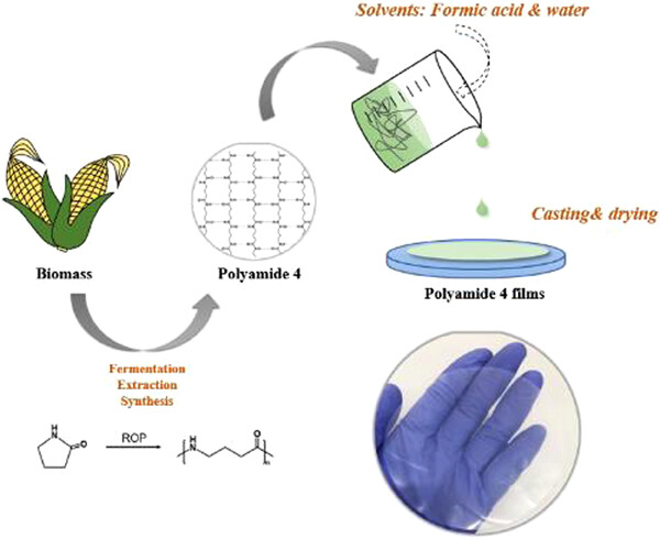 Characterization of biodegradable food packaging films prepared with polyamide 4: Influence of molecular weight and environmental humidity