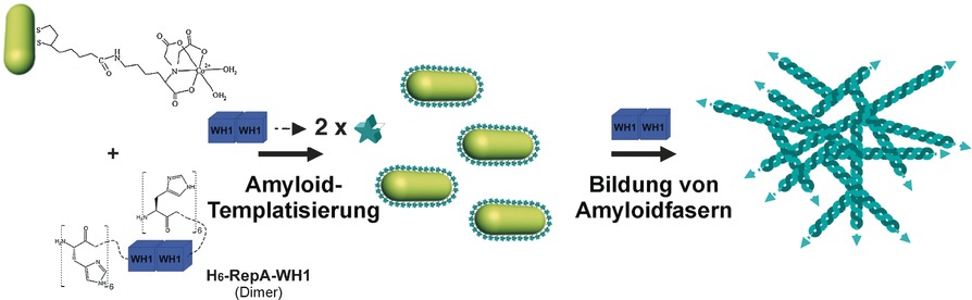 Nucleation of Amyloid Oligomers by RepA-WH1-Prionoid-Functionalized Gold Nanorods