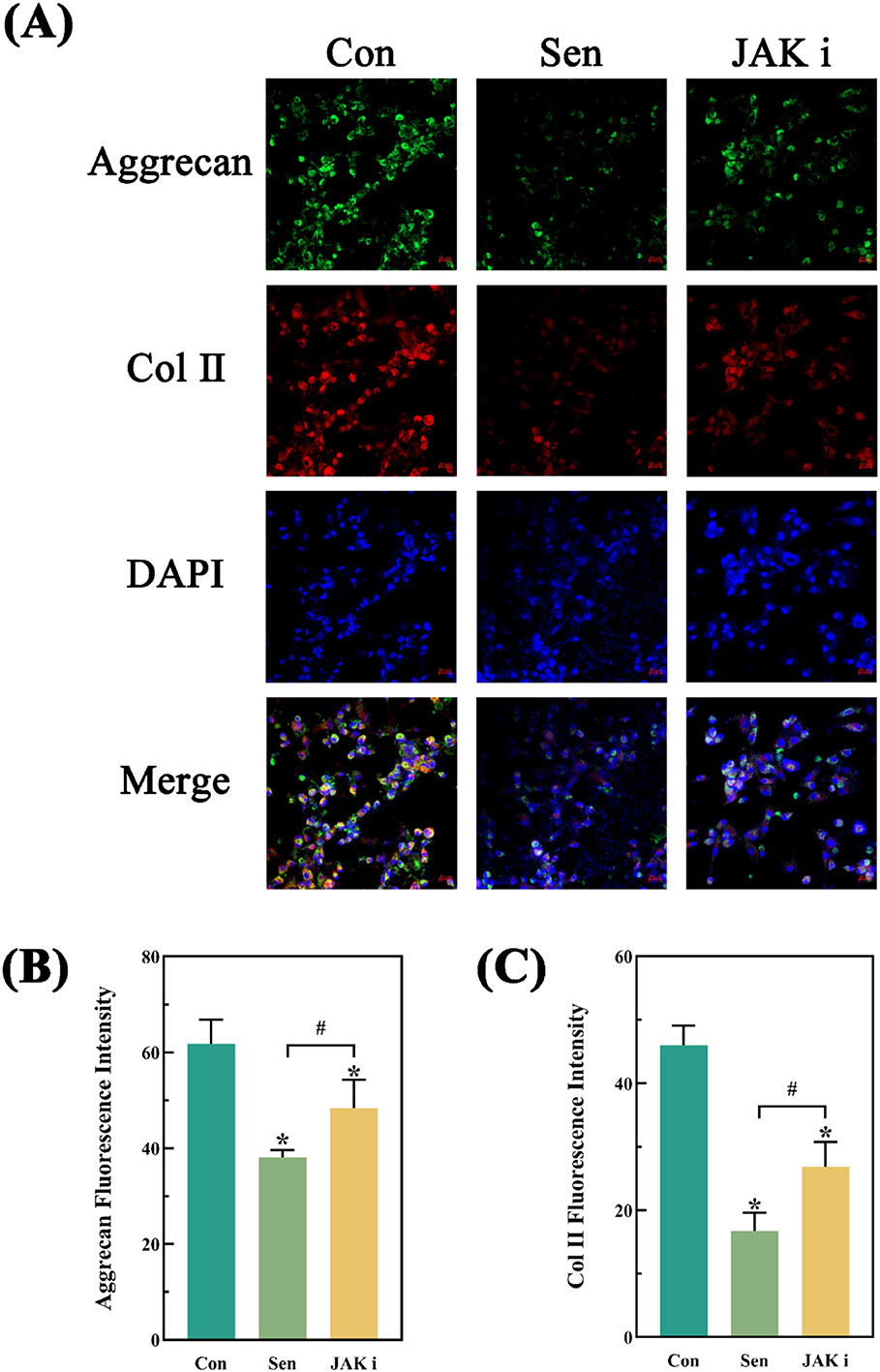 Ruxolitinib Delays Nucleus Pulposus Cell Senescence in Rat Intervertebral Discs