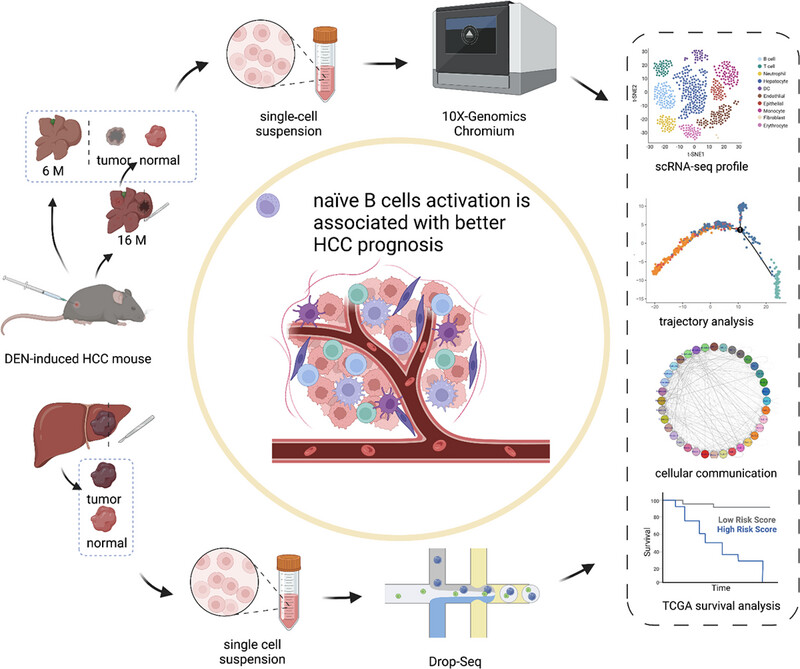 Leveraging single-cell RNA-seq for uncovering naïve B cells associated with better prognosis of hepatocellular carcinoma