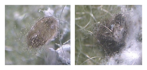 Details are in the caption following the image